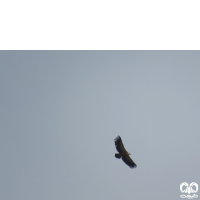 گونه کرکس مصری Egyptian Vulture